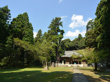 伊富岐神社の大杉