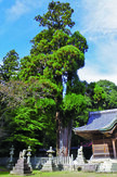 伊富岐神社の大杉