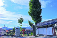 五明稲荷神社のイチョウの木